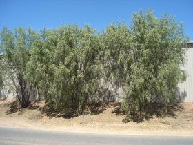 Eremophila bignoniflora.jpg